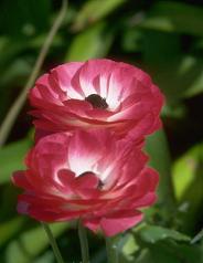 redflowerssm.JPG