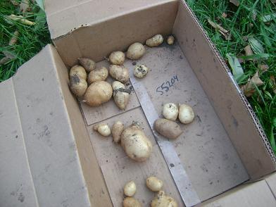 potatoesfromcontainer09sm