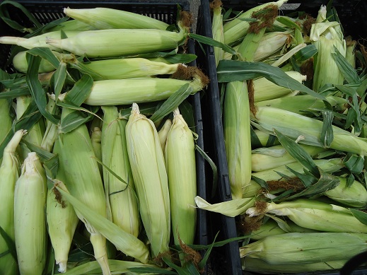 corn_4