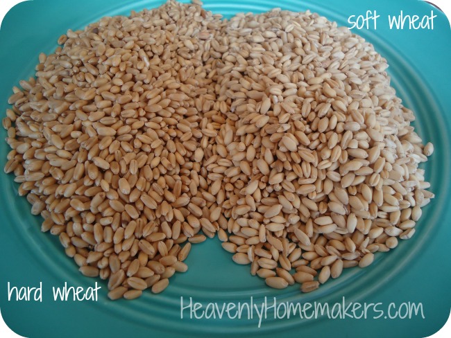 hard wheat soft wheat