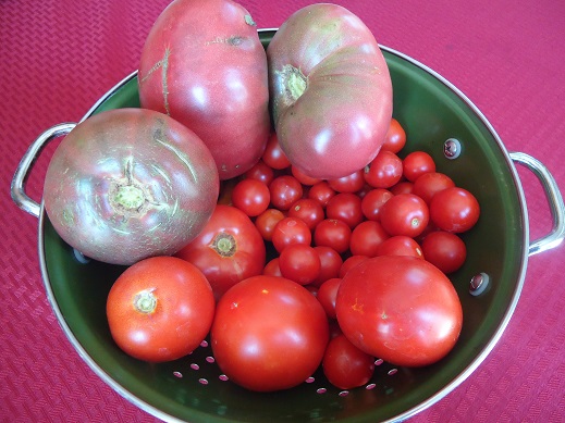 garden tomatoes 2